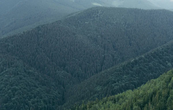 Mountain Landscape Coniferous Forest Background Nature Carpathians — Stok fotoğraf