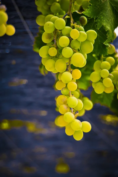 Stora och vackra gren av druvor — Stockfoto