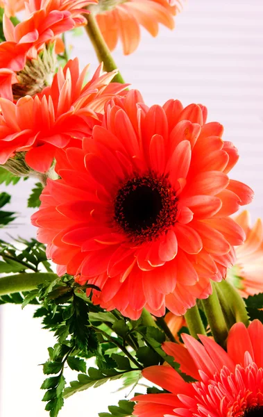 Kırmızı transvaal papatya