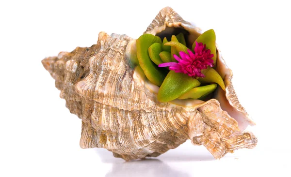 Concha de mar con una flor — Foto de Stock