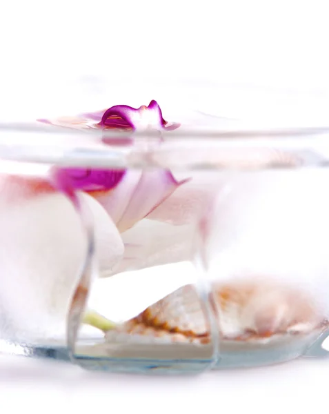 Orchidea in un piattino con acqua — Foto Stock