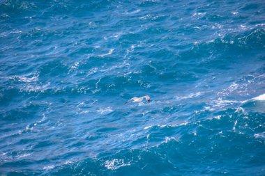 Seni izliyor olacağım