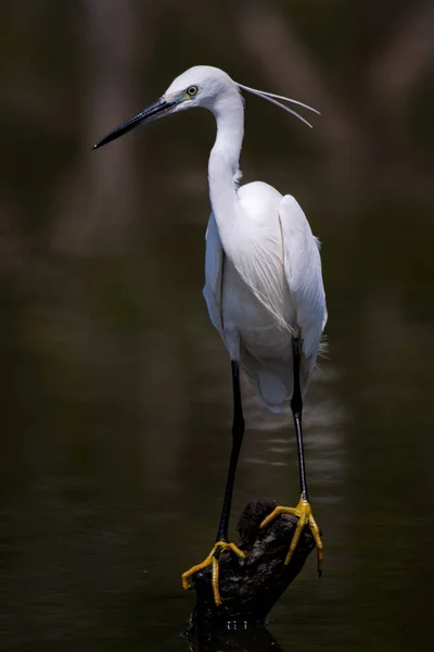 Egret Foraging Mangrove Forest — Stock Photo, Image