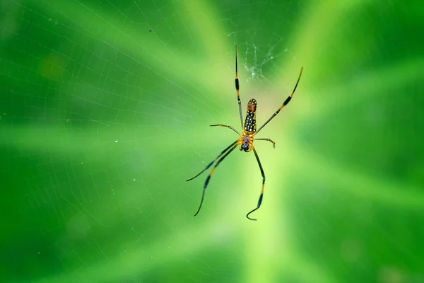 Close Aranhas Saltar Árvores Natureza — Fotografia de Stock