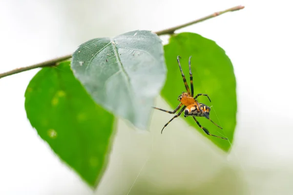 Close Spiders Jump Trees Nature — Stock Photo, Image