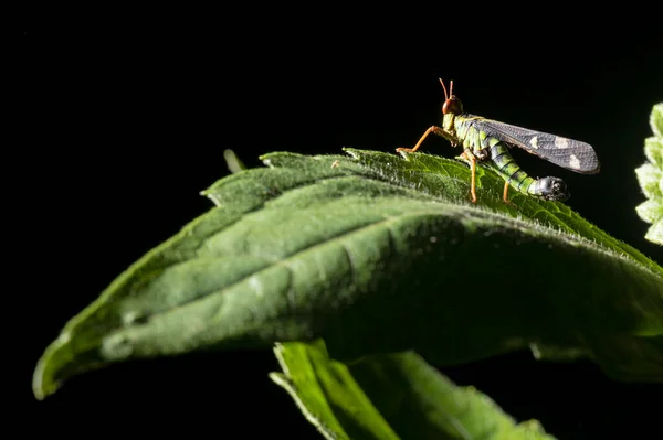 Primer Plano Saltamontes Naturaleza Árbol — Foto de Stock