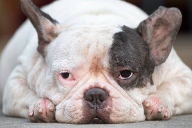 Kapalı bir köpek yerde üzgün üzgün yatıyor.