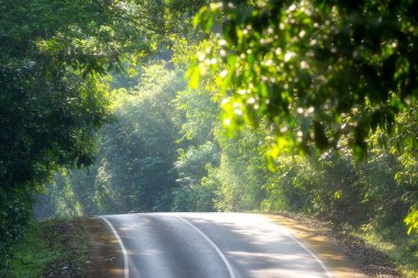 Ormanda yol Ve yüksek bir açıdan dağ
