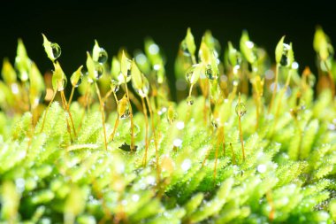 Tayland 'ın yemyeşil ormanındaki yosun ağacına su damlaları