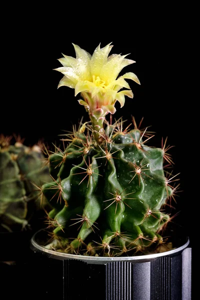 Cactus Pot Made Old Camera Lenses — Stock Photo, Image