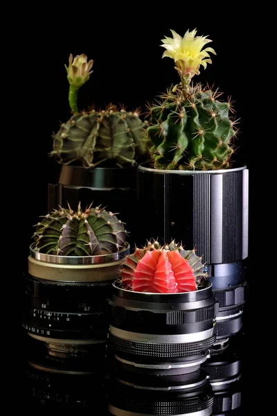 Cactus Pot Gemaakt Van Oude Camera Lenzen — Stockfoto