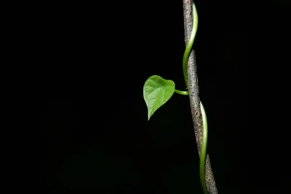 Hojas Forma Corazón Entrelazadas Con Ramas — Foto de Stock