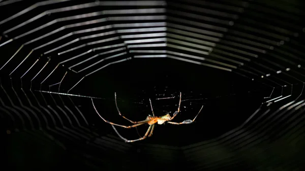 Macro Photography Spider Net Back Blackground — Stock Photo, Image