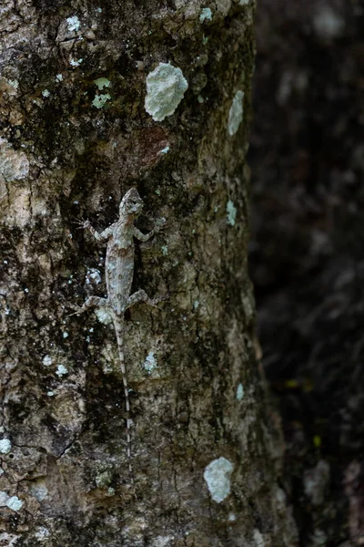 Bukalemun Bir Ağaç Gibi Rengini Değiştirir — Stok fotoğraf