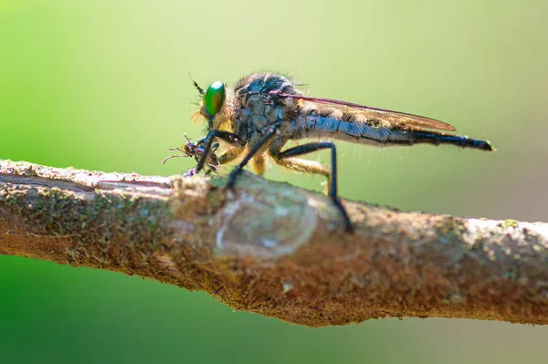 Cerca Moscas Comiendo Pequeños Insectos Bosque — Foto de Stock