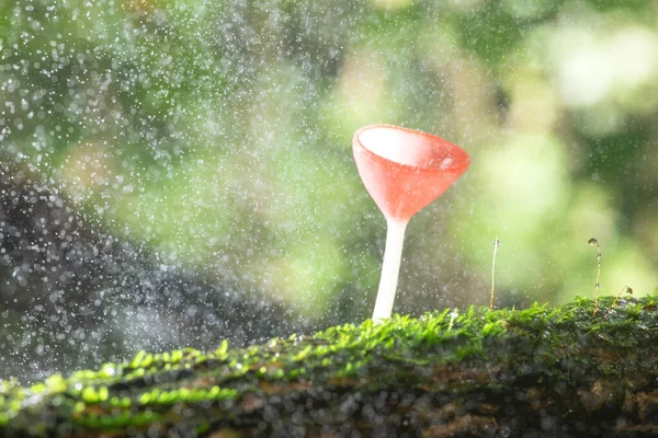 Foto Macro Setas Bosque Tailandia — Foto de Stock