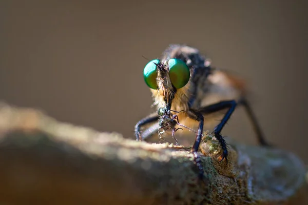 Zblízka Mouchy Jíst Malý Hmyz Lese — Stock fotografie