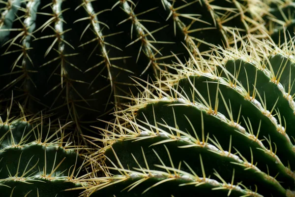 Close Macro Cactus Met Vele Doornen Tuin — Stockfoto