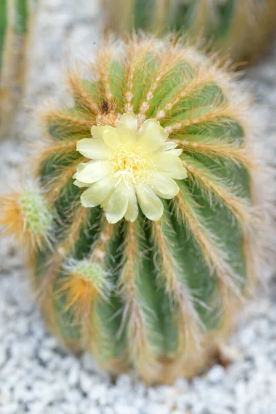 Close Macro Cactus Met Vele Doornen Tuin — Stockfoto