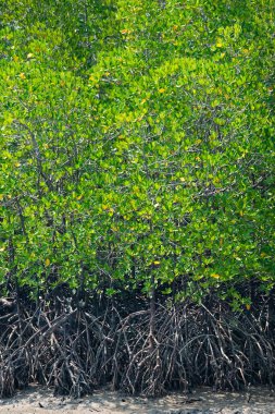 Tayland ormanındaki Riverside Ormanı