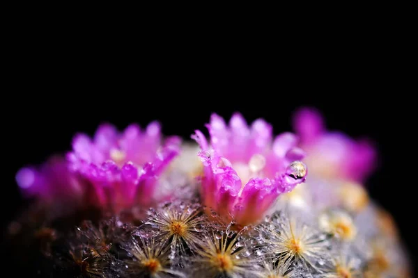 Närbild Eller Makro Rosa Blomma Kaktus — Stockfoto