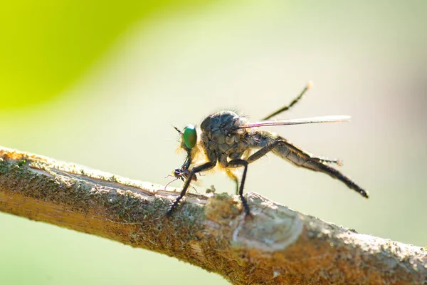 Fliegen Aus Nächster Nähe Fressen Kleine Insekten Wald — Stockfoto