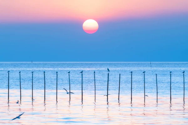 Gaviotas Volando Mar Bang Tailandia — Foto de Stock