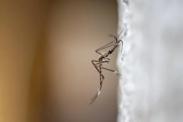 一种粘在树上的非常大的蚊子 — 图库照片