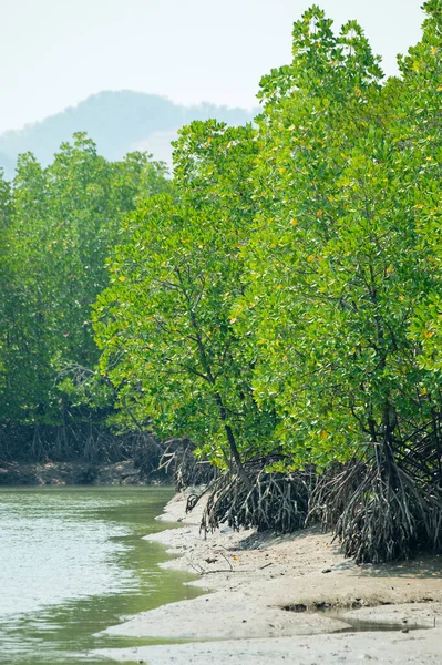 Tayland ormanındaki Riverside Ormanı