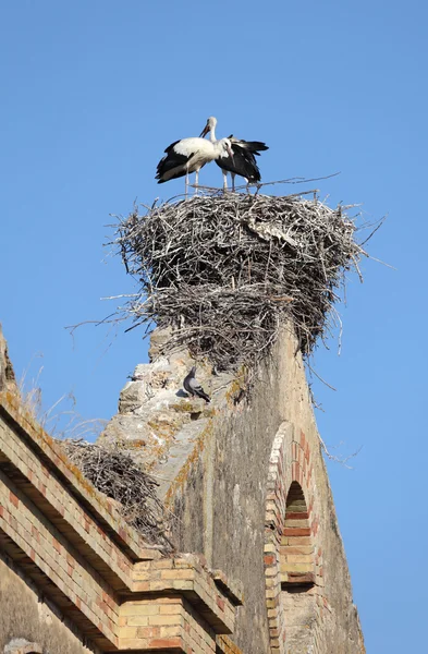 Cegonhas nidificam em cima de uma ruína, Jerez de la Frontera, Andaluzia Espanha — Fotografia de Stock