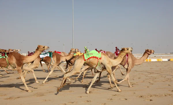 Cammelli da corsa con fantini robot, Doha Qatar Medio Oriente — Foto Stock