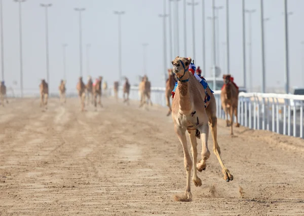 Camelos de corrida com jóqueis robôs. Doha, Qatar, Médio Oriente — Fotografia de Stock