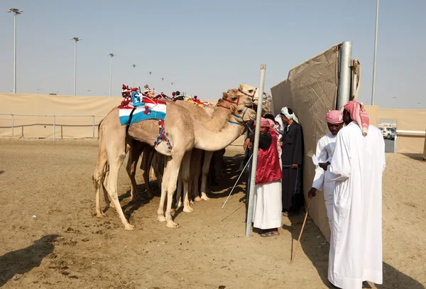 Závodní velbloudi na dostihové dráze v Dauhá. Katar, Střední východ — Stock fotografie