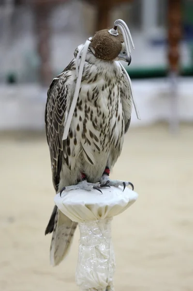 Falcão encapuzado em um acampamento árabe em Doha, Qatar — Fotografia de Stock