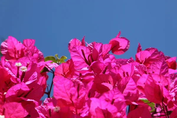 Schöne Bougainvillea in einem mediterranen Garten — Stockfoto