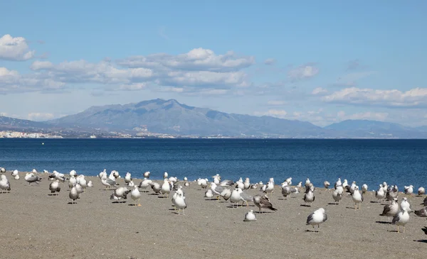 Fiskmåsar på stranden. Costa del sol, Andalusien Spanien — Stockfoto