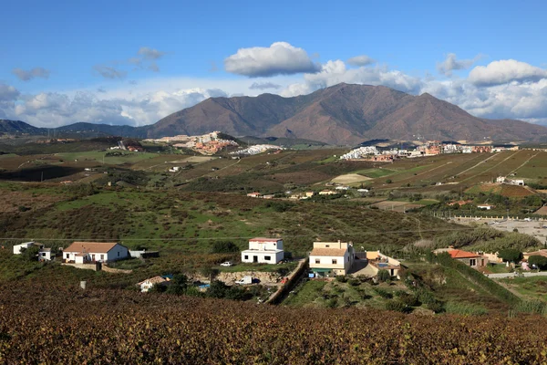 Landskap med vinodlingar i manilva, Andalusien Spanien — Stockfoto