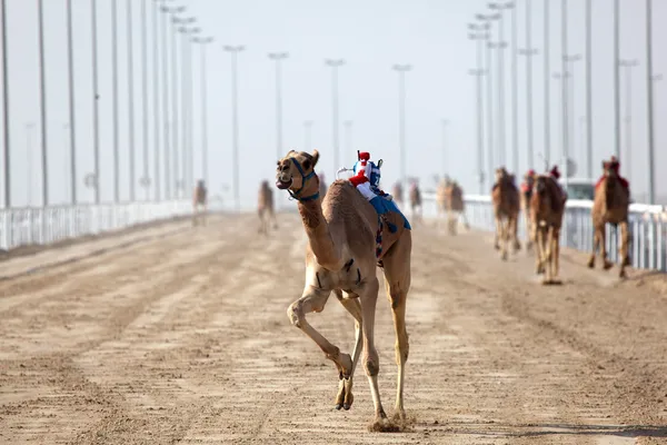 Carrera de camellos en Doha, Qatar, Oriente Medio — Foto de Stock