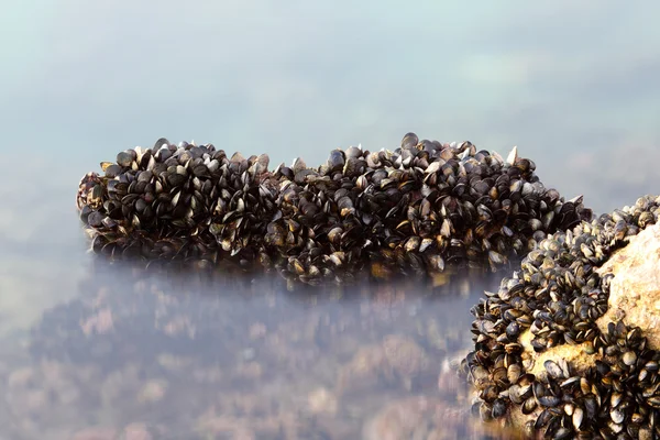 Mejillones azules en el borde del agua — Foto de Stock