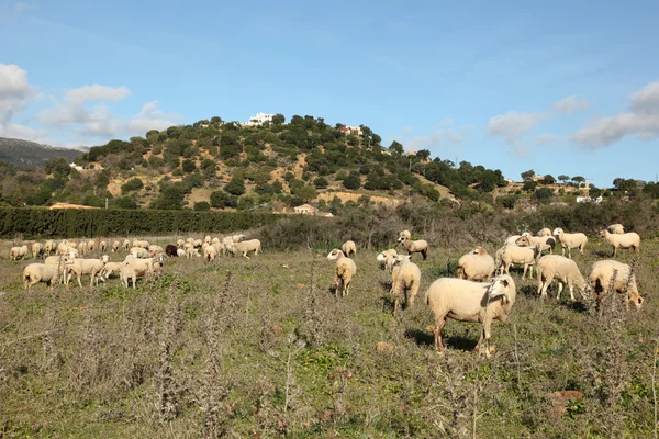Πρόβατα σε ένα λιβάδι στην Ανδαλουσία, Ισπανία — Φωτογραφία Αρχείου