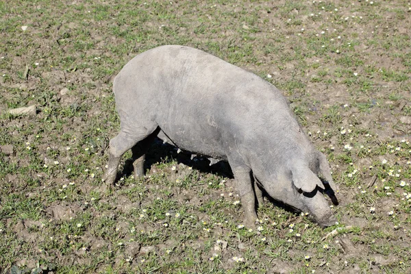 Чёрная иберийская свинья на лугу — стоковое фото