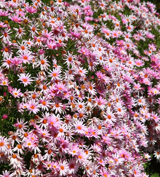 Oost-paarse hoornbloem bloemen — Stockfoto