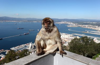 A barbary macaque sitting on a fence at the Gibraltar Cable Car top station. clipart