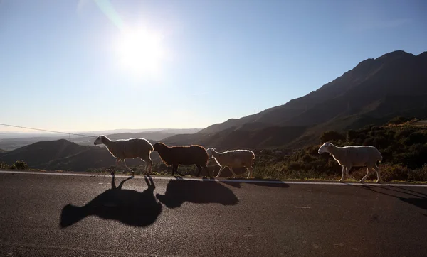 Ovce na silnici v Andalusii, Španělsko — Stock fotografie