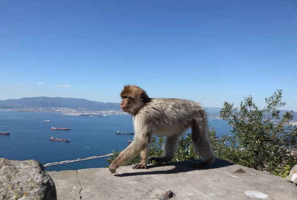En barbar makaque på Gibraltar Cable Car-stasjonen – stockfoto