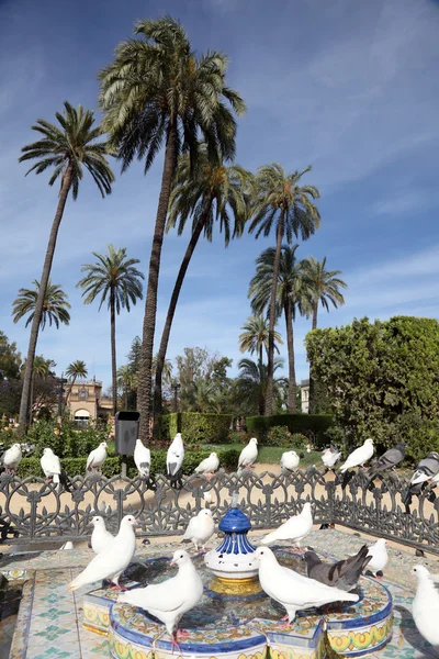 Pigeons in Maria Luisa Park in Seville, Spain — Stock Photo, Image