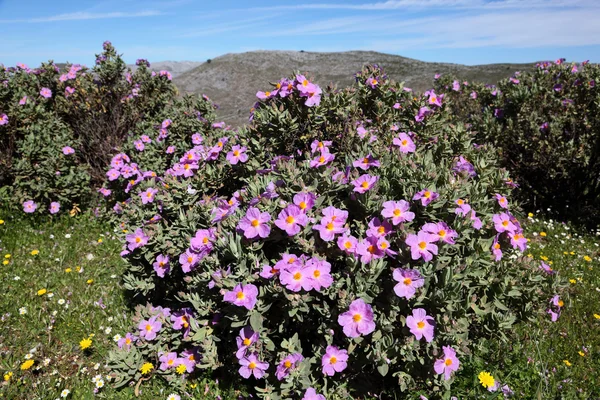 Belles fleurs dans les montagnes près de Ronda, Espagne — Photo