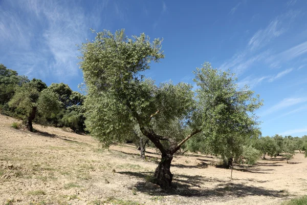 Plantação de oliveiras na Andaluzia, Espanha — Fotografia de Stock
