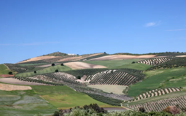 Landschap in de buurt van ronda, Andalusië — Stockfoto