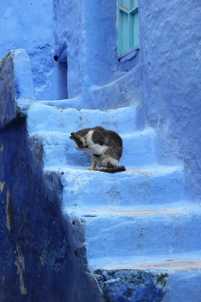 Cat on the blue steps in Chefchaouen, Morocco — Stock Photo, Image